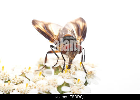 Parasit fliegen (Phasia Hemiptera, Alophora Hemiptera), Achillea, Frankreich, Metropolitan Stockfoto