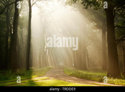 Lichtstrahlen in einem Wald, Landgoed Eerde, Niederlande, Landgoed Eerde Stockfoto