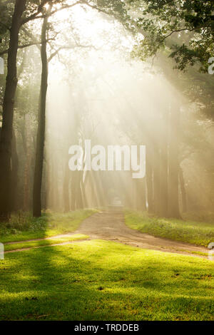 Lichtstrahlen in einem Wald, Landgoed Eerde, Niederlande, Landgoed Eerde Stockfoto