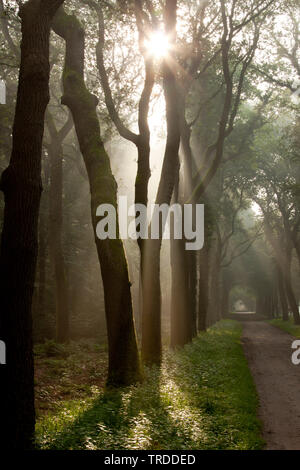 Lichtstrahlen in einem Wald, Landgoed Eerde, Niederlande, Landgoed Eerde Stockfoto