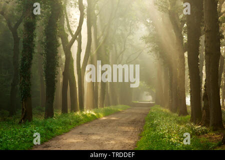 Lichtstrahlen in einem Wald, Landgoed Eerde, Niederlande, Landgoed Eerde Stockfoto