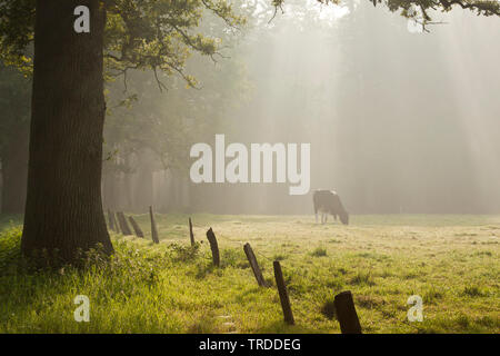 Inländische Rinder (Bos primigenius f. Taurus), weiden auf einer Weide am Waldrand, Niederlande, Landgoed Eerde Stockfoto