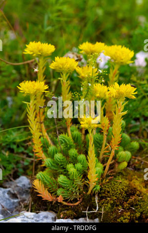 Berg Fetthenne (Sedum montanum), blühende, Italien, Monte Baldo Stockfoto