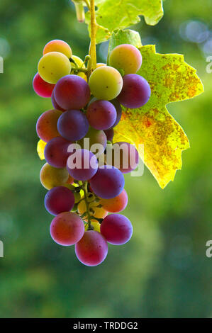 Rebe, Weinrebe (Vitis vinifera), reifen Trauben, Deutschland Stockfoto