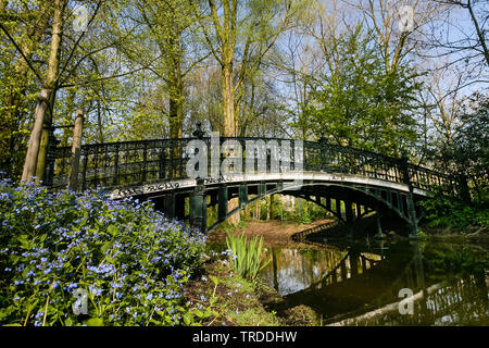 Navelwort, Blue-eyed Mary (Omphalodes verna), Brücke in einem Park in Amsterdam im Frühling, der niederländischen, der Nördlichen Niederlande, Amsterdam Stockfoto