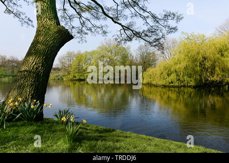 Gemeinsame Eiche, Pedunculate oak, Englischer Eiche (Quercus robur. "Quercus pedunculata"), Old Oak Park in Amsterdam im Frühling, der niederländischen, der Nördlichen Niederlande, Amsterdam Stockfoto