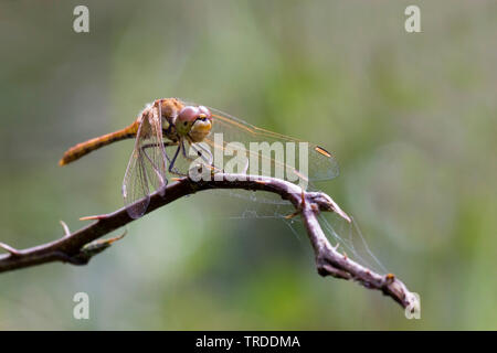 Vagrant sympetrum (Sympetrum vulgatum), Niederlande Stockfoto