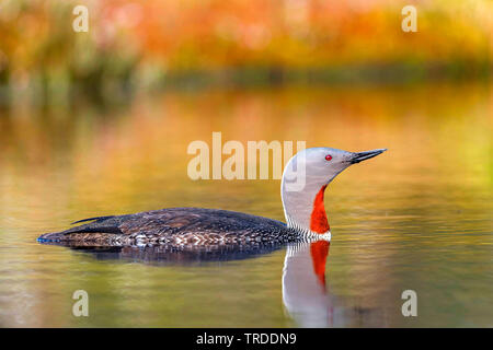 Red-throated Diver (Gavia stellata), Schwimmen in der Zucht Gefieder, Norwegen Stockfoto