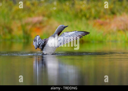 Red-throated Diver (Gavia stellata), ausgehend vom Wasser, Norwegen Stockfoto