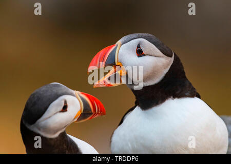 Papageitaucher, gemeinsame Papageitaucher (Fratercula arctica), zwei Atlantischen Papageientaucher, Porträt, Norwegen Stockfoto