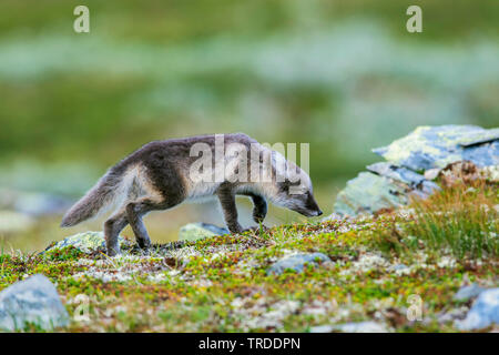 Polarfuchs, polar Fox (Alopex lagopus, Vulpes lagopus), Sniffing polar Fox Cub, Norwegen Stockfoto
