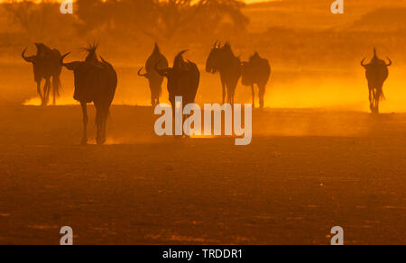 Blue Wildebeest, gestromt Gnu, Weiß - die bärtigen Gnus (connochaetes Taurinus), Roaming Herde von Gnus in der Morgendämmerung, Namibia Stockfoto