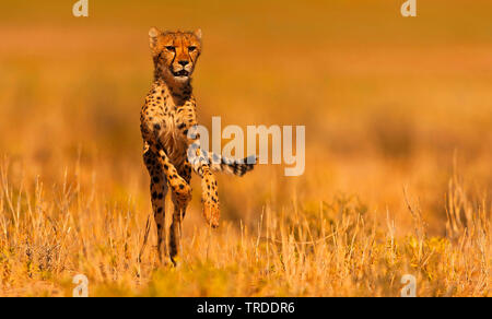 Gepard (Acinonyx jubatus), Jagd in der Savanne, Südafrika, Kgalagadi Transfrontier National Park Stockfoto