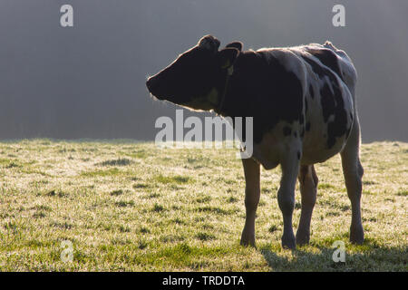 Inländische Rinder (Bos primigenius f. Taurus), Kuh auf einer Weide im Morgennebel, Niederlande, Overijssel, Vechte en Beneden Rogge Stockfoto