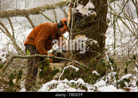 Häckseln Baum im Winter, Niederlande, Overijssel, Vechte en Beneden Regge Stockfoto