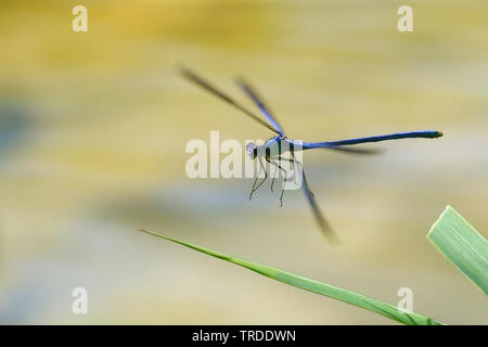 Western demoiselle (Calopteryx xanthostoma), die von der Wasserseite, Frankreich Stockfoto