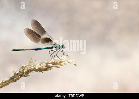 Western demoiselle (Calopteryx xanthostoma), die von der Wasserseite, Frankreich Stockfoto
