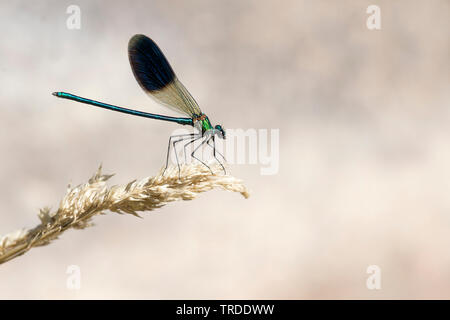 Western demoiselle (Calopteryx xanthostoma), die von der Wasserseite, Frankreich Stockfoto