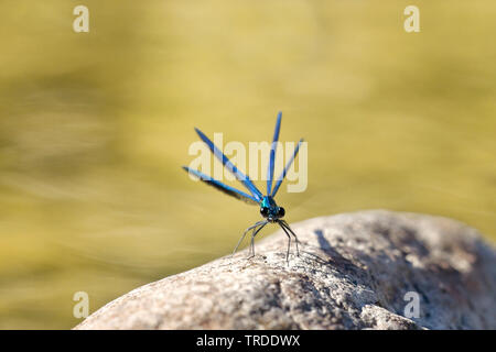 Western demoiselle (Calopteryx xanthostoma), die von der Wasserseite, Frankreich Stockfoto