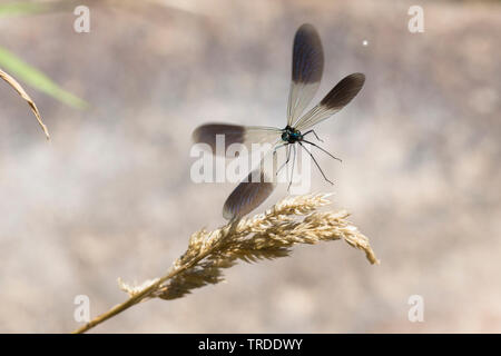Western demoiselle (Calopteryx xanthostoma), die von der Wasserseite, Frankreich Stockfoto