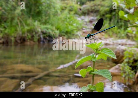 Western demoiselle (Calopteryx xanthostoma), die von der Wasserseite, Frankreich Stockfoto