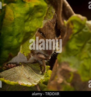 Holz Maus, Long-tailed FELDMAUS (APODEMUS SYLVATICUS), sitzend auf einem hazel Bush, feedinf, Niederlande Stockfoto