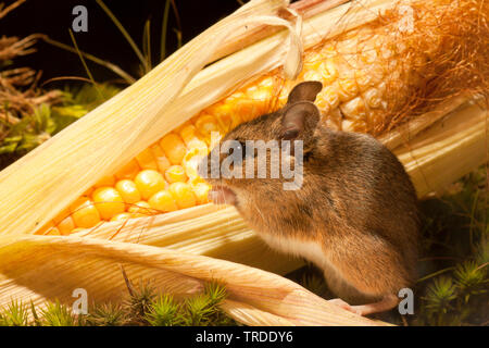 Holz Maus, Long-tailed FELDMAUS (APODEMUS SYLVATICUS), Fütterung auf ein mayze Kamm, Niederlande Stockfoto