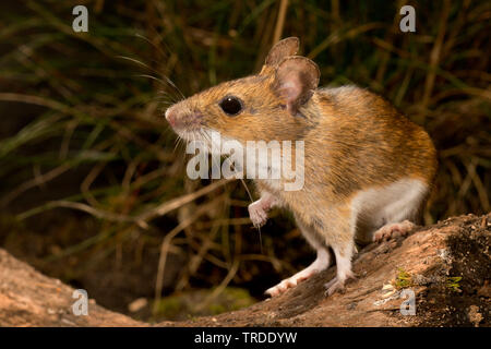 Gelb-necked Maus (Apodemus flavicollis), sitzend auf Holz, Niederlande Stockfoto