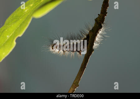 Gelb - Schwanz, Gold-Schwanz (Euproctis Imilis, Porthesia Imilis, Sphrageidus Imilis), Caterpillar, Niederlande Stockfoto