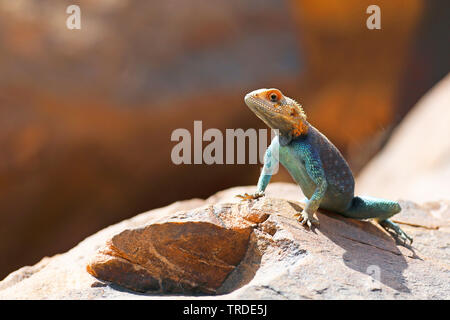 (Bibron's Agama agama bibroni), männlich Sonnenbad auf einem Felsen, Marokko, Tazzarine Stockfoto