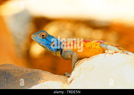 (Bibron's Agama agama bibroni), schwangere Frauen Sonnenbaden auf einem Felsen, Marokko, Tazzarine Stockfoto