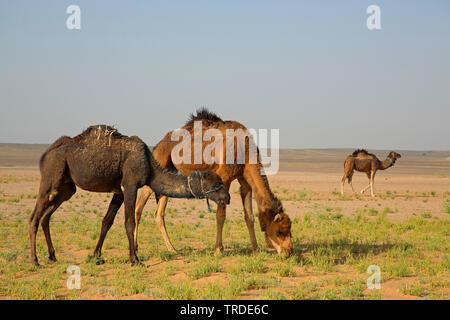 Dromedar, one-Humped Camel (Camelus dromedarius), Fütterung Kamele in der Wüste, Marokko, Boumalne Stockfoto