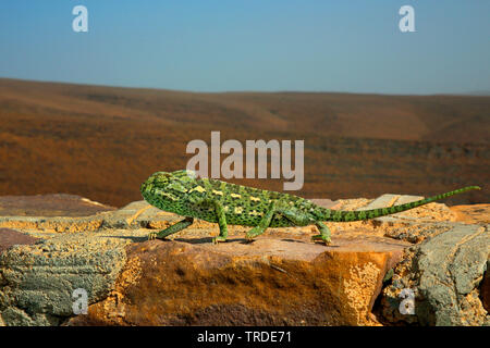 Mediterrane Chamäleon, Afrikanische Chamäleon, Gewöhnliches Chamäleon (Chamaeleo chamaeleon), Wandern an einer Wand, Marokko Stockfoto