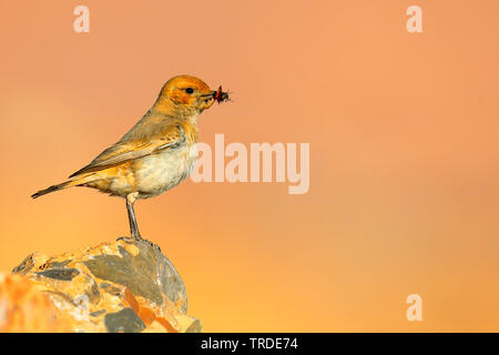 Red-rumped Steinschmätzer (Oenanthe moesta), Weibliche hocken auf einem Stein mit Futter in der Rechnung, Marokko, Boumalne Stockfoto