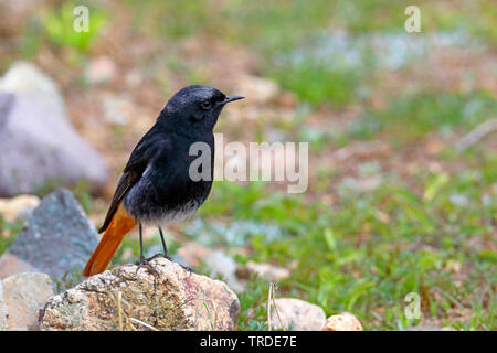 Black Redstart (Phoenicurus ochruros), männlich hocken auf einem Stein, Marokko, Oukaimeden Stockfoto