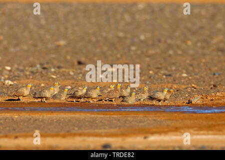 Gekrönt sandgrouse (Pterocles coronatus), Truppen an einem Ort in der Wüste, Marokko Stockfoto