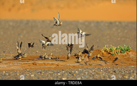 Gekrönt sandgrouse (Pterocles coronatus), fliegende Truppe an einem Wasser Platz in der Wüste, Marokko Stockfoto