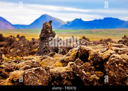 Lavafeld Berserkjahraun, Island, Vesturland, Snaefellsnes Stockfoto