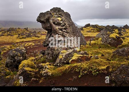 Lavafeld Berserkjahraun, Island, Vesturland, Snaefellsnes Stockfoto