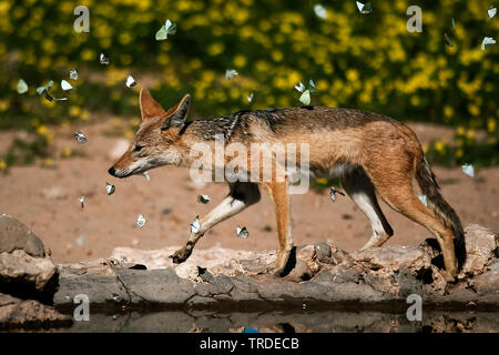 Black-backed Jackal (Canis mesomelas), Wandern am Wasser durch einen Schmetterling Schwarm, Südafrika, Kgalagadi Transfrontier National Park Stockfoto