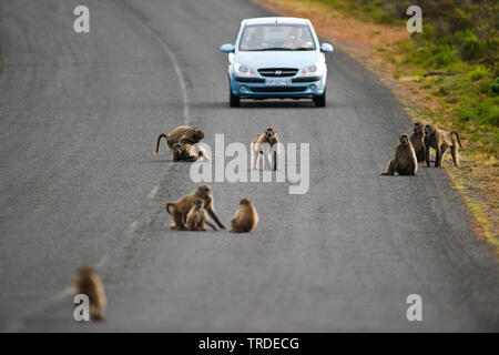 Anubius Chacma baboon, Pavian, Olive baboon (papio Ursinus, Papio cynocephalus ursinus), in der Gruppe sitzen auf der Straße und ein Auto, Südafrika, Western Cape, Kap der Guten Hoffnung Nationalpark, Kapstadt Stockfoto