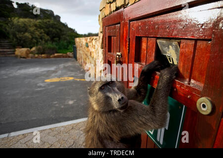 Anubius Chacma baboon, Pavian, Olive baboon (papio Ursinus, Papio cynocephalus ursinus), auf der Suche nach Nahrung in einem Abfallbehälter, Südafrika, Western Cape, Kap der Guten Hoffnung Nationalpark Stockfoto