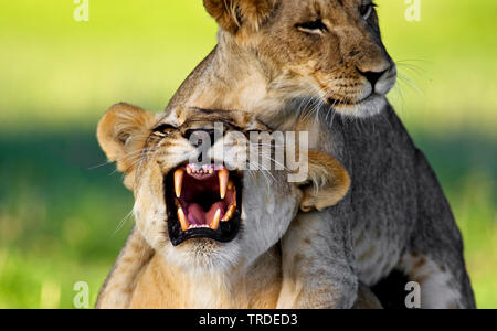 Löwe (Panthera leo), Lion cub Spielen mit seiner Mutter, Südafrika, Kgalagadi Transfrontier National Park Stockfoto