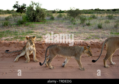 Löwe (Panthera leo), juvenile Löwen mit Mutter auf einem Pfad, Südafrika Stockfoto