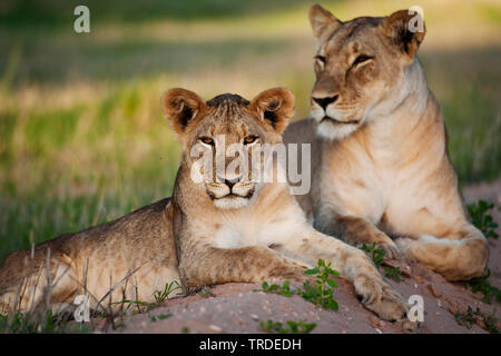 Löwe (Panthera leo), die Löwin mit den jungen Tier, Südafrika Stockfoto