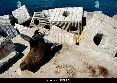 South African fur Seal, Kap Fell Dichtung (Arctocephalus pusillus pusillus, arctocephalus Pusillus), weibliche Sonnenbad auf einem Steg, Südafrika, Hout Bay Stockfoto