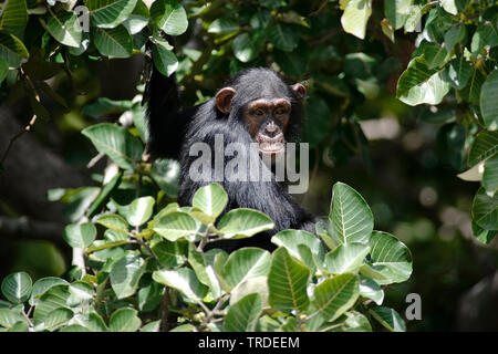 Gemeinsame Schimpanse (Pan troglodytes), unter treibt, Gambia, River Gambia National Park Stockfoto