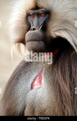 Gelada, gelada baboons (Theropithecus gelada), Portraet, Äthiopien, Simien Mountains National Park Stockfoto