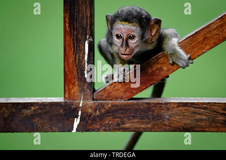 Green Monkey, Monkey, Sabaeus Callithrix monkey (Chlorocebus sabaeus), juvenile Klettern, Gambia, Bijilo Stockfoto