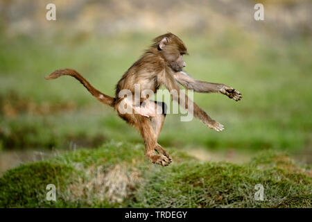 Hamadryas baboon, sacred Baboon (Papio hamadryas), springen Jugendliche, Äthiopien, Awash National Park Stockfoto